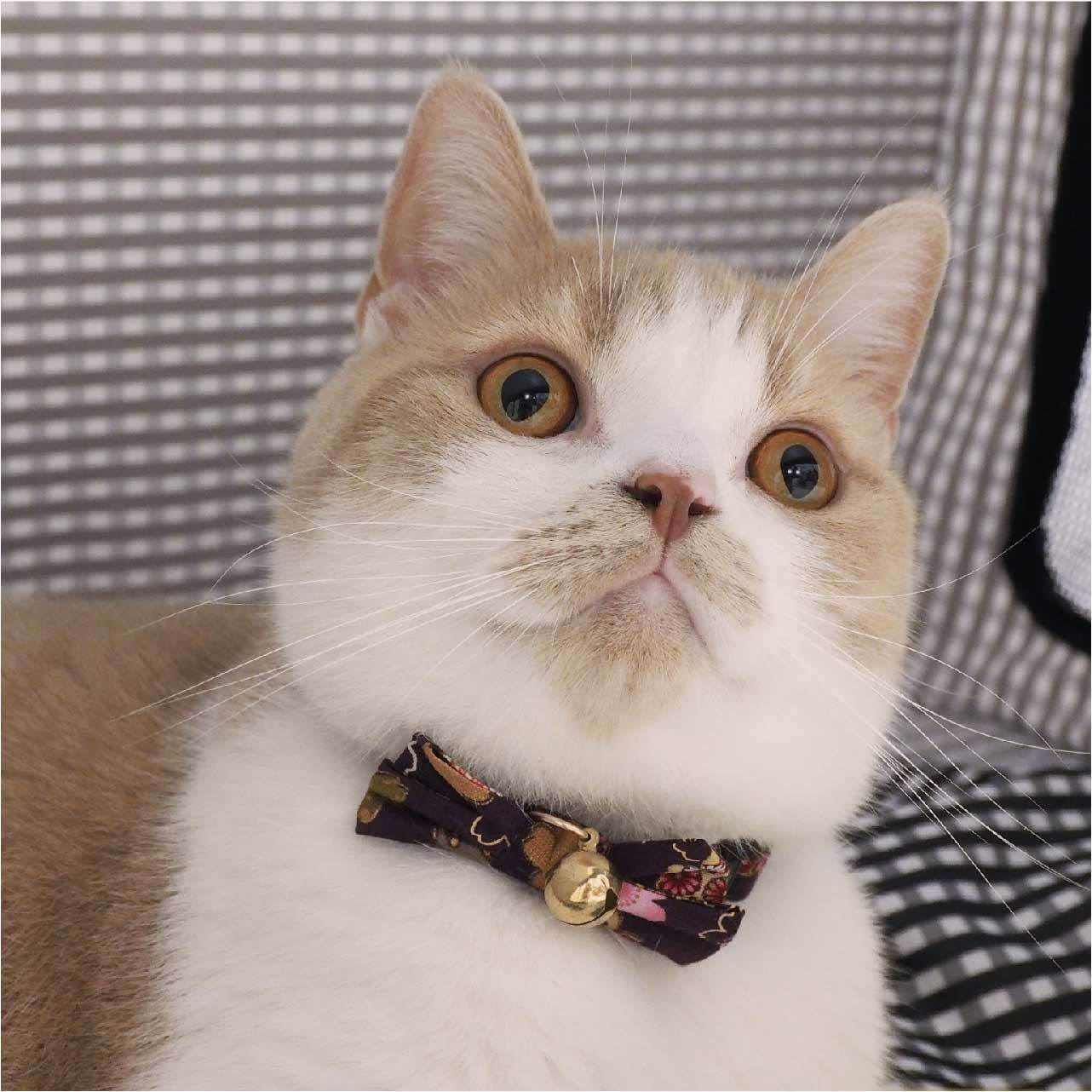 Kimono Bow Tie Cat Collar (Multiple Colors) - Water Moon Shop