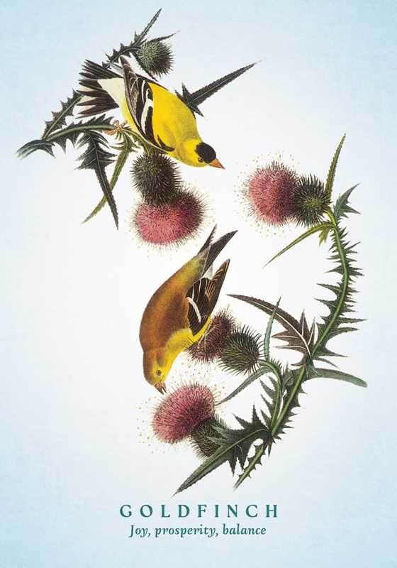 Spiritual Meaning of Birds Oracle Deck by Arin Murphy-Hiscock - Water Moon Shop