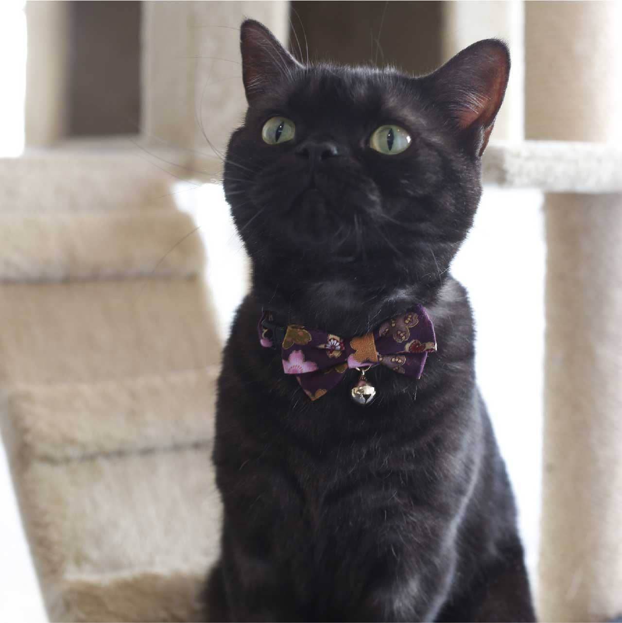 Kimono Bow Tie Cat Collar (Multiple Colors) - Water Moon Shop