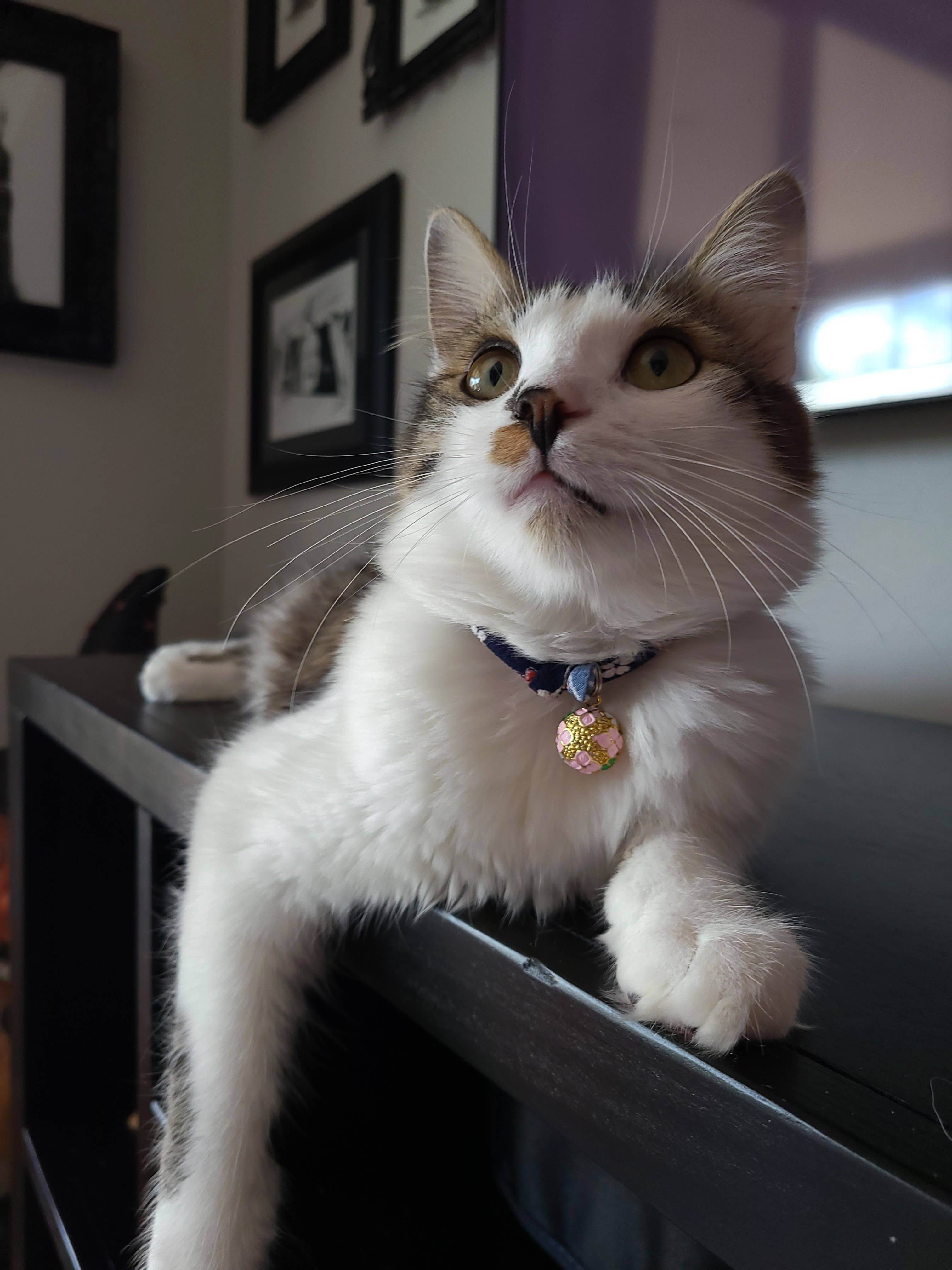 Chirimen Sakura Cat Collar (Blue) - Water Moon Shop