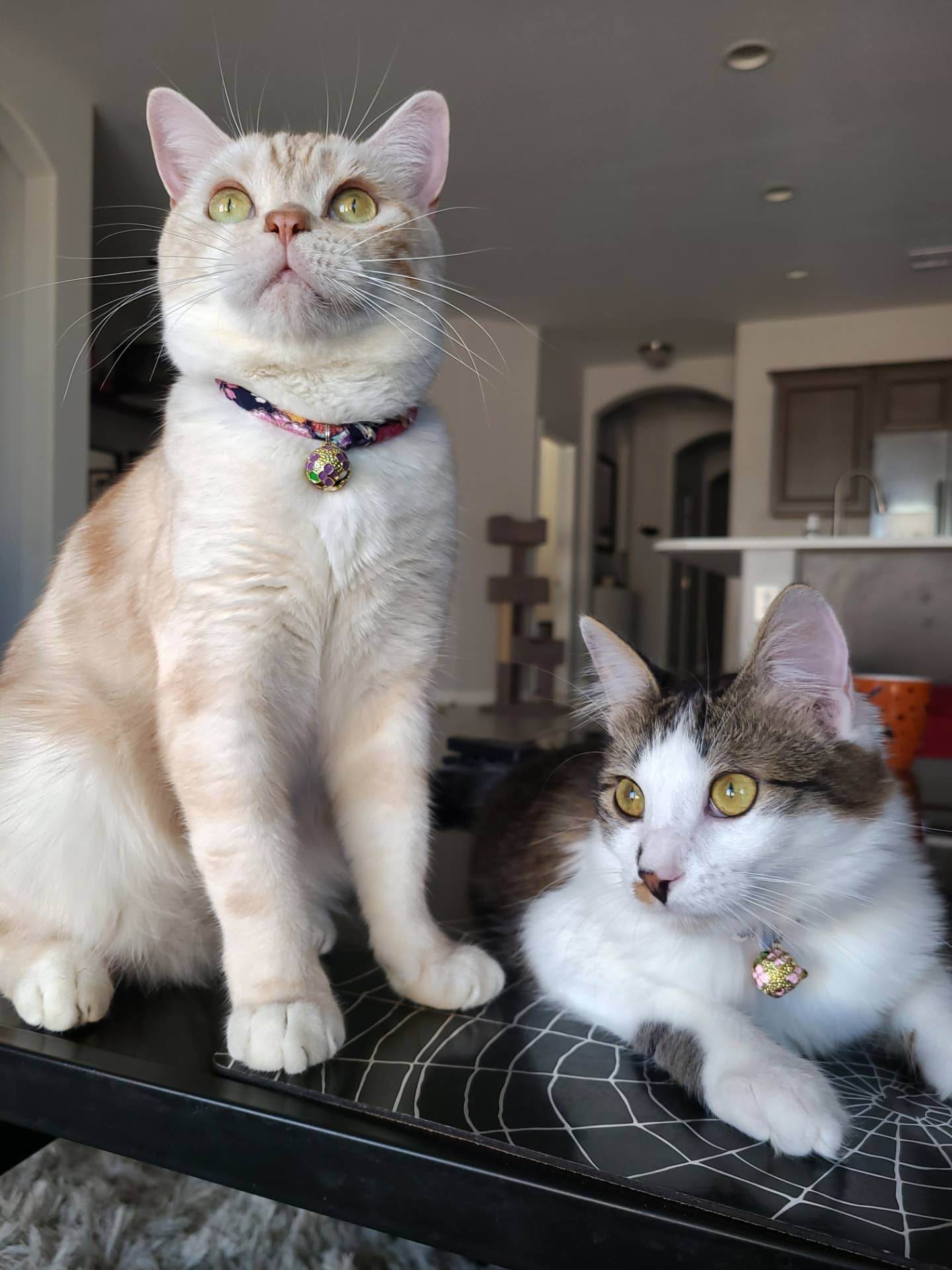 Chirimen Sakura Cat Collar (Blue) - Water Moon Shop