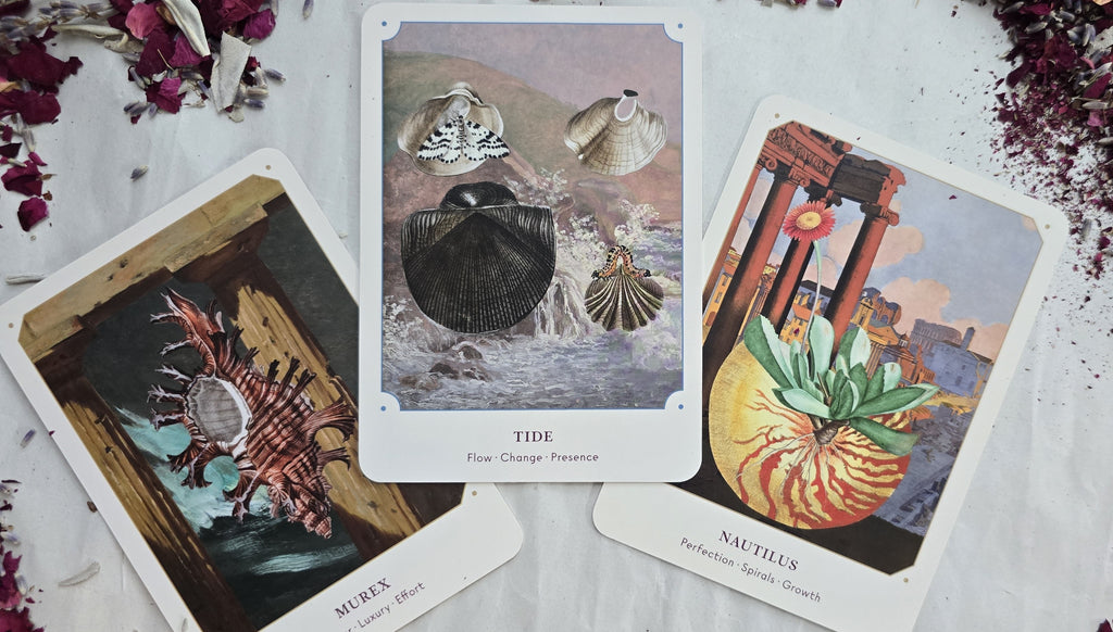 Sea Shell Oracle Pathfinder The Seashell Oracle – Water Moon Shop