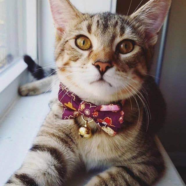 Kimono Bow Tie Cat Collar (Multiple Colors) - Water Moon Shop